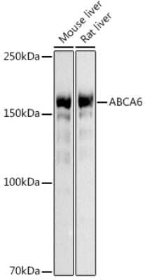 Western Blot ABCA6 Antibody - Azide and BSA Free